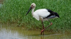 Stork daleki istočni